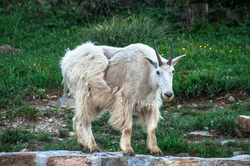 Fototapeta premium Mountain Goat Watching Onlookers at Glacier National Park in Northern Montana