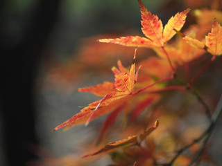 紅葉・秋の色彩饗宴