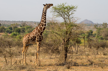 Reticulated Giraffe Standing Beside a Small Tree