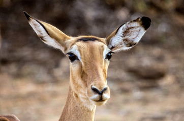 Impala looking face on