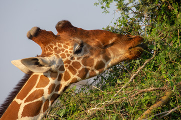 Giraffe Grazing on a the Leaves of a Tree