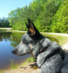 Dog sitting by a lake
