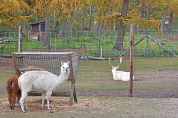 tame lama with funny way of eating straw © maurice