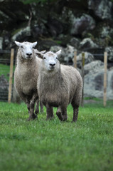 Sheep duo in a field