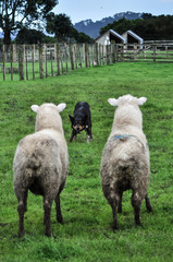 Shepherd's dog at work