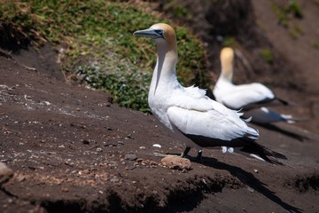 Australasian Gannet