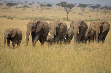 Elephant Family at dusk walking through long grass in a line