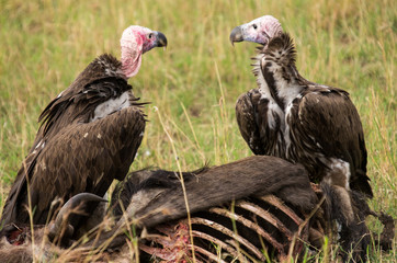 Vultures feeding on the carcass of a wildebeest