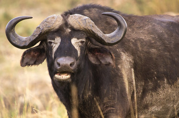 Cape Buffalo  Close Up