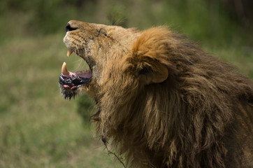 Profile of a lion yawning