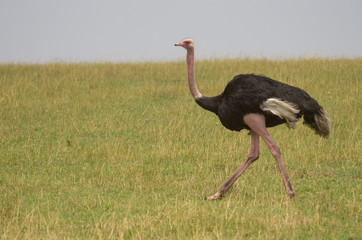 Ostrich walking across a grassy plain