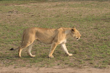 Lioness prowling across the grassy savannah