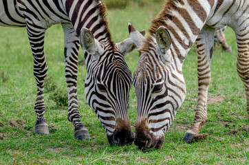 Fototapeta na wymiar Mirrored Zebra Pair Grazing