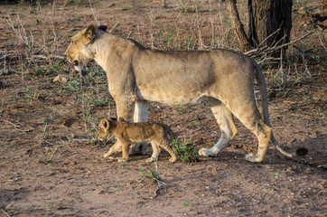 Lioness and Cub Walking