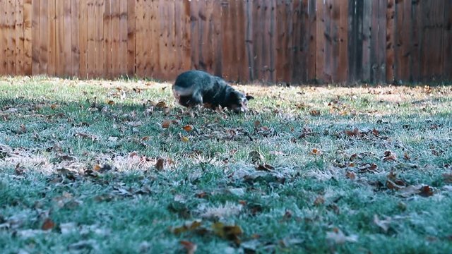 Blue Heller dog fetching stick and returning