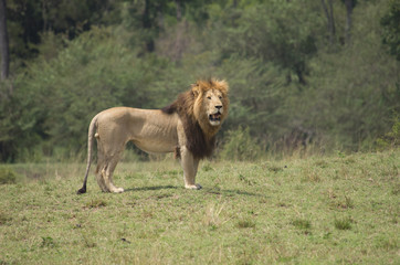 Male Lion standing in open grass