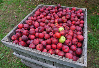 close up on red apple in bad condition in container
