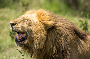 Close Up of a Male Lion Yawning