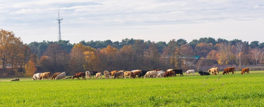 eine Kuhherde im Herbst