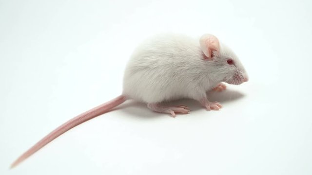 White lab mouse albino close-up, on white background