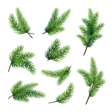 Set of fir branches isolated on white background. Christmas tree.