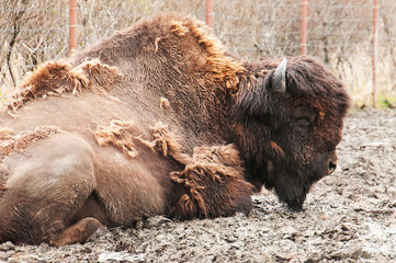 Fototapeta premium Animals that are shedding their winter coats 