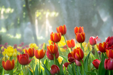 Fresh field blooming orange tulips flowers garden in the mist with sun light