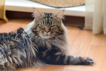 Maine Coon cat on the floor