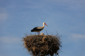 Stork in the nest feeds children