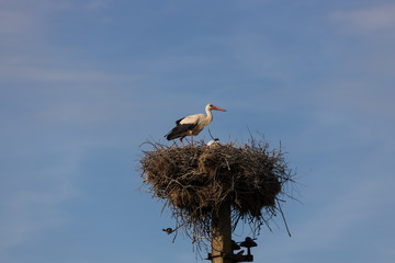Stork in the nest feeds children