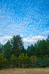 Fototapeta premium A forest background with an interesting sky full of clouds