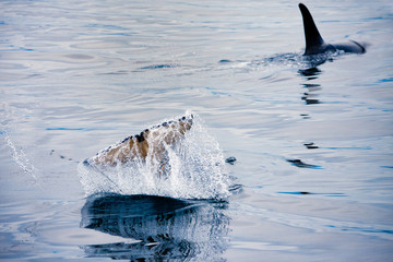 Naklejka premium Orcas swimming and playing in the Johnstone Strait in British Columbia, Canada