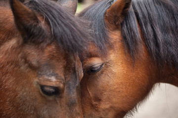 two beautiful graceful horses posing, farm life