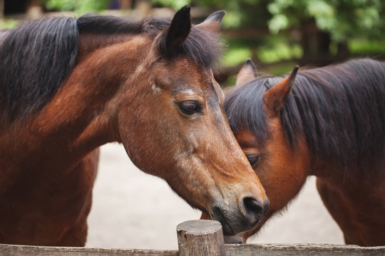 two beautiful graceful horses posing, farm life
