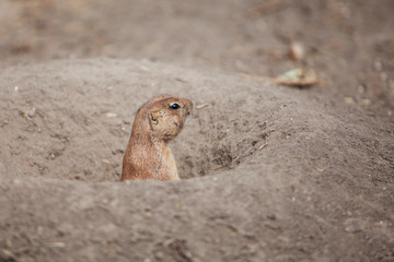 Naklejka na ściany i meble funny prairie dog went out for a walk, the wild life of the fauna of North America