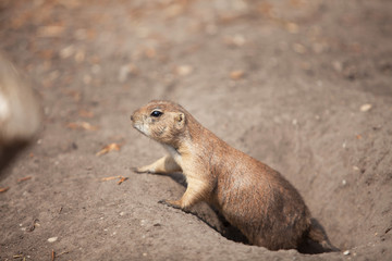 Naklejka na ściany i meble funny prairie dog went out for a walk, the wild life of the fauna of North America
