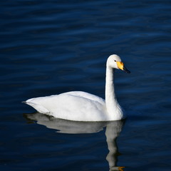 Fototapeta premium オオハクチョウの成鳥1羽、優しい顔、千葉県白井市、2018年11月