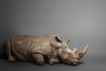 beautiful big adult rhinoceros poses, rare animal - obrazy, fototapety, plakaty