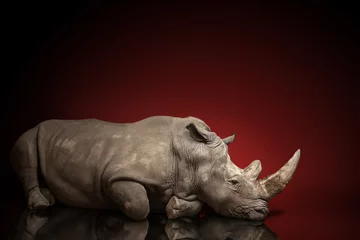 Deurstickers beautiful big adult rhinoceros poses, rare animal © coffeemill