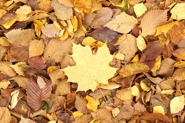 Brown and orange autumn leaves background. Outdoor. Colorful backround image of fallen autumn leaves perfect for seasonal use. Space for text.