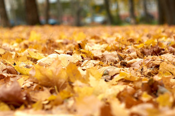 Brown and orange autumn leaves background. Outdoor. Colorful backround image of fallen autumn leaves perfect for seasonal use. Space for text.
