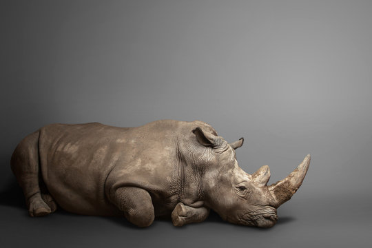 beautiful big adult rhinoceros poses, rare animal
