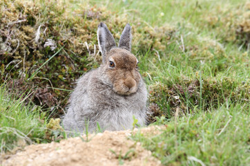 Naklejka na ściany i meble A magnificent Mountain Hare (Lepus timidus) in the highlands of Scotland in its brown summer coat, sheltering in a 'form', which is simply a shallow depression in the ground or heather.