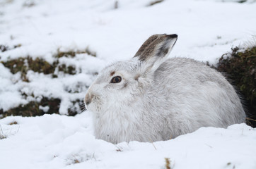 Naklejka premium A magnificent Mountain Hare (Lepus timidus) in its winter white coat in a snow blizzard high in the Scottish mountains.
