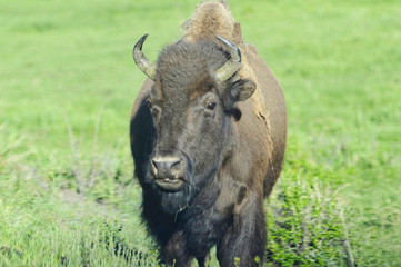 Fototapeta premium bison in yellowstone national park