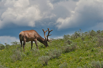 Naklejka premium Elk against blue sky