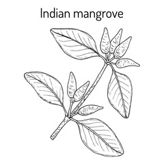 Indian mangrove Avicennia officinalis , medicinal plant