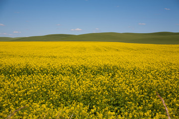 Obraz premium field of oilseed rape