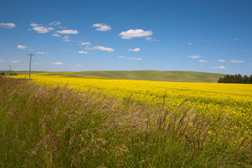 Fototapeta na wymiar yellow field of oilseed rape