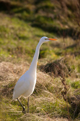 great white heron